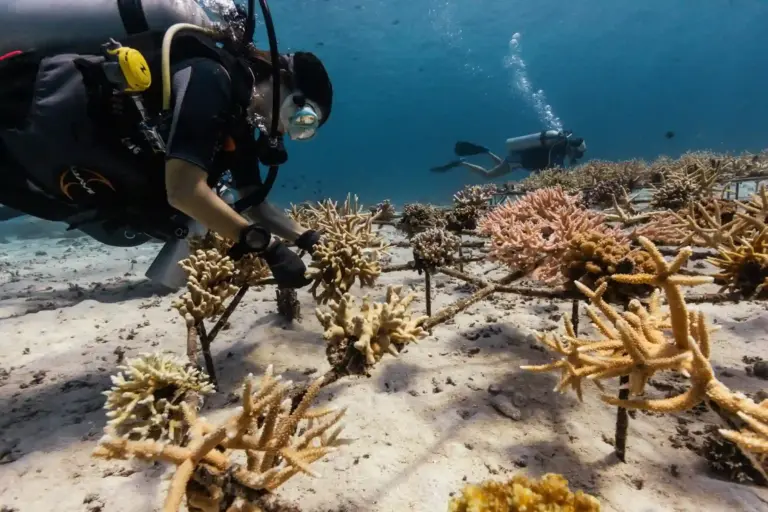 Marine Protected Areas and Assisted Evolution Boost Coral Reef Recovery Amid Rising Ocean Temperatures