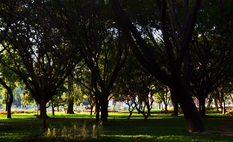 Book Collects 26 Voices on Cubbon Park’s Future, Not a Guide