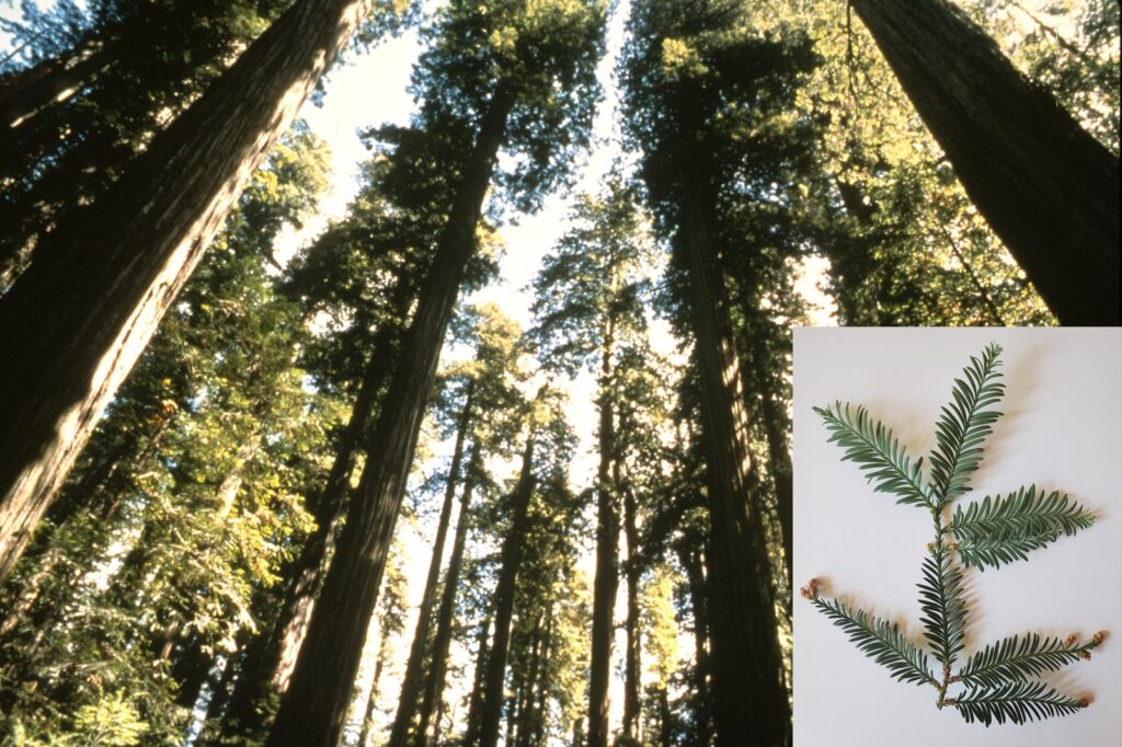 Heat waves shut down photosynthesis in world's tallest redwoods, study finds