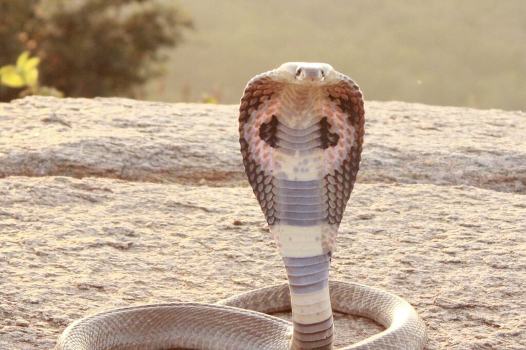 Liquid Crystal Sensors Could Revolutionize Snakebite Treatment in Remote Regions