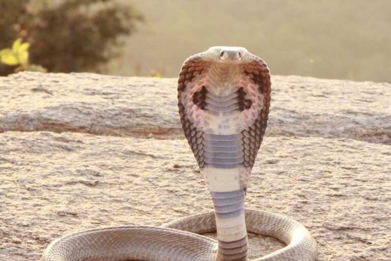 Liquid Crystal Sensors Could Revolutionize Snakebite Treatment in Remote Regions