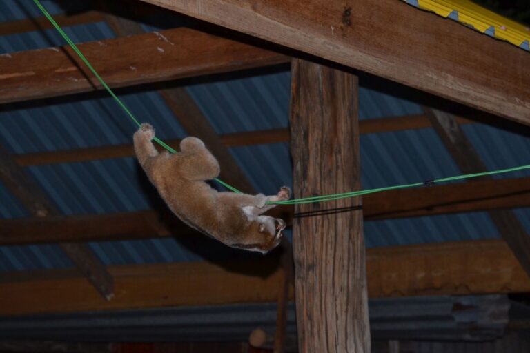 How the Rediscovered Bangka Slow Loris Survives in Fragmented Indonesian Ecosystems