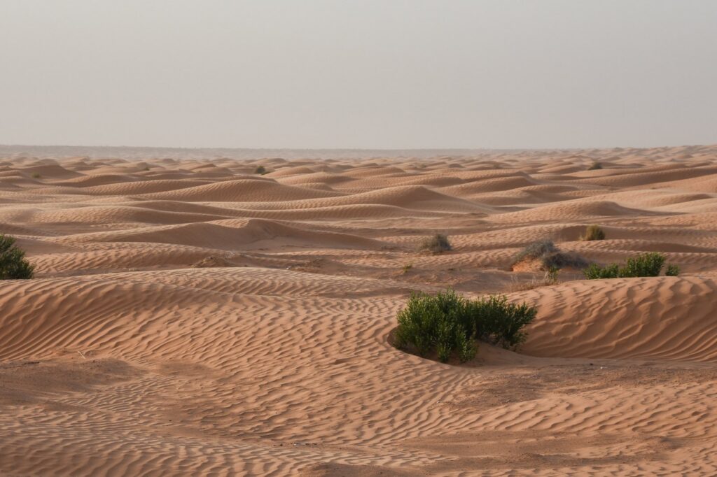 New Dinosaur Species Found Thriving in Ancient Sahara's Extreme Climate
