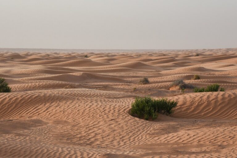 New Dinosaur Species Found Thriving in Ancient Sahara’s Extreme Climate