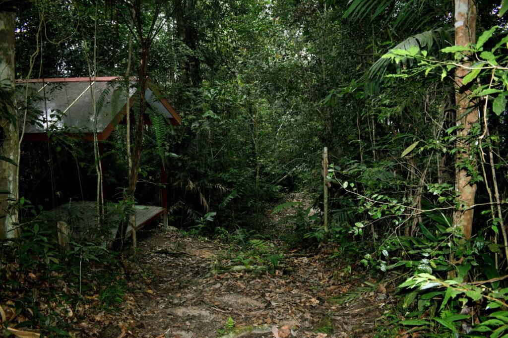 Deadly Gold Mine Collapse in Southwestern Colombia Leaves 14 Miners Dead and Prompts Safety Concerns